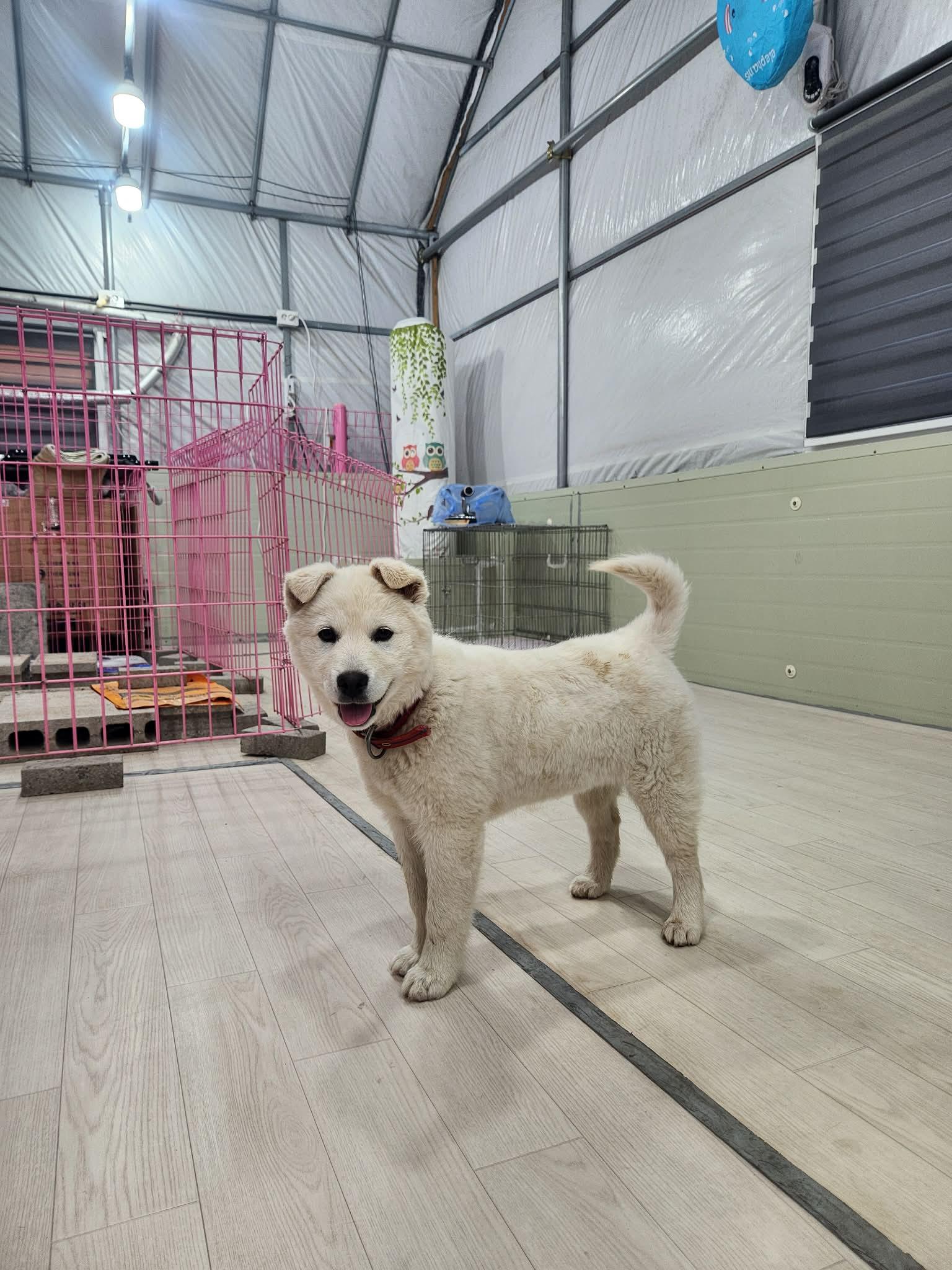 Enlarge PPOMI, a Adopted Jindo in Agoura Hills, CA image 3/3
