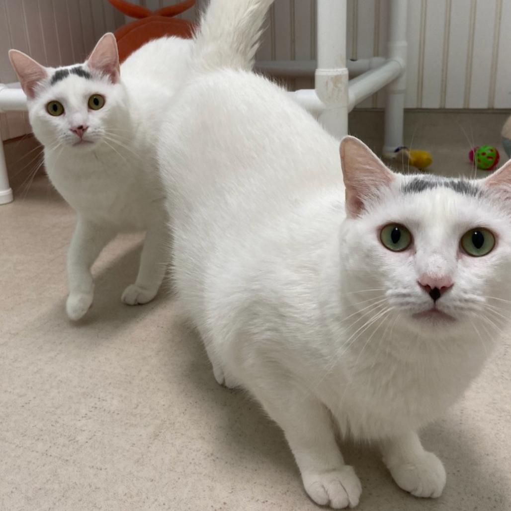 22-234 Sarah, Adoptable, Adult Female Domestic Short Hair.