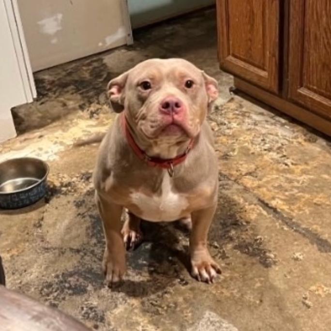 Enlarge Pandora, a Adoptable Pit Bull Terrier in Oceanside, NY image 1/2