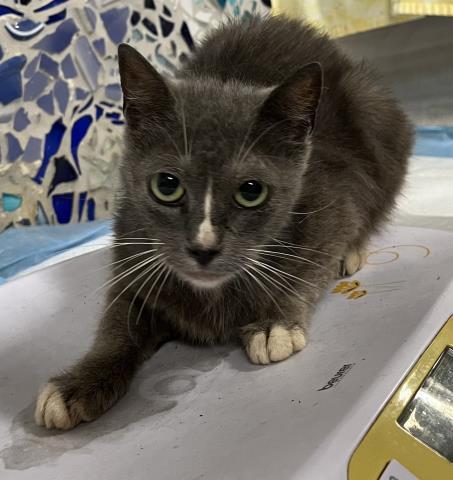 Enlarge MACARON, a Adoptable Domestic Short Hair in Pensacola, FL image 1/1