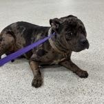 Enlarge Wynd 60601746, a ADOPTABLE Pit Bull Terrier in Harvey , LA image 1/1