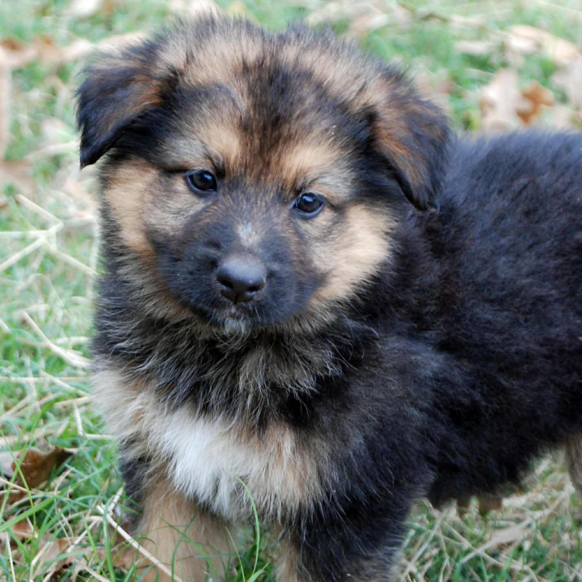 Laramie, a ADOPTABLE mixed breed in Madisonville, TX image 1/5