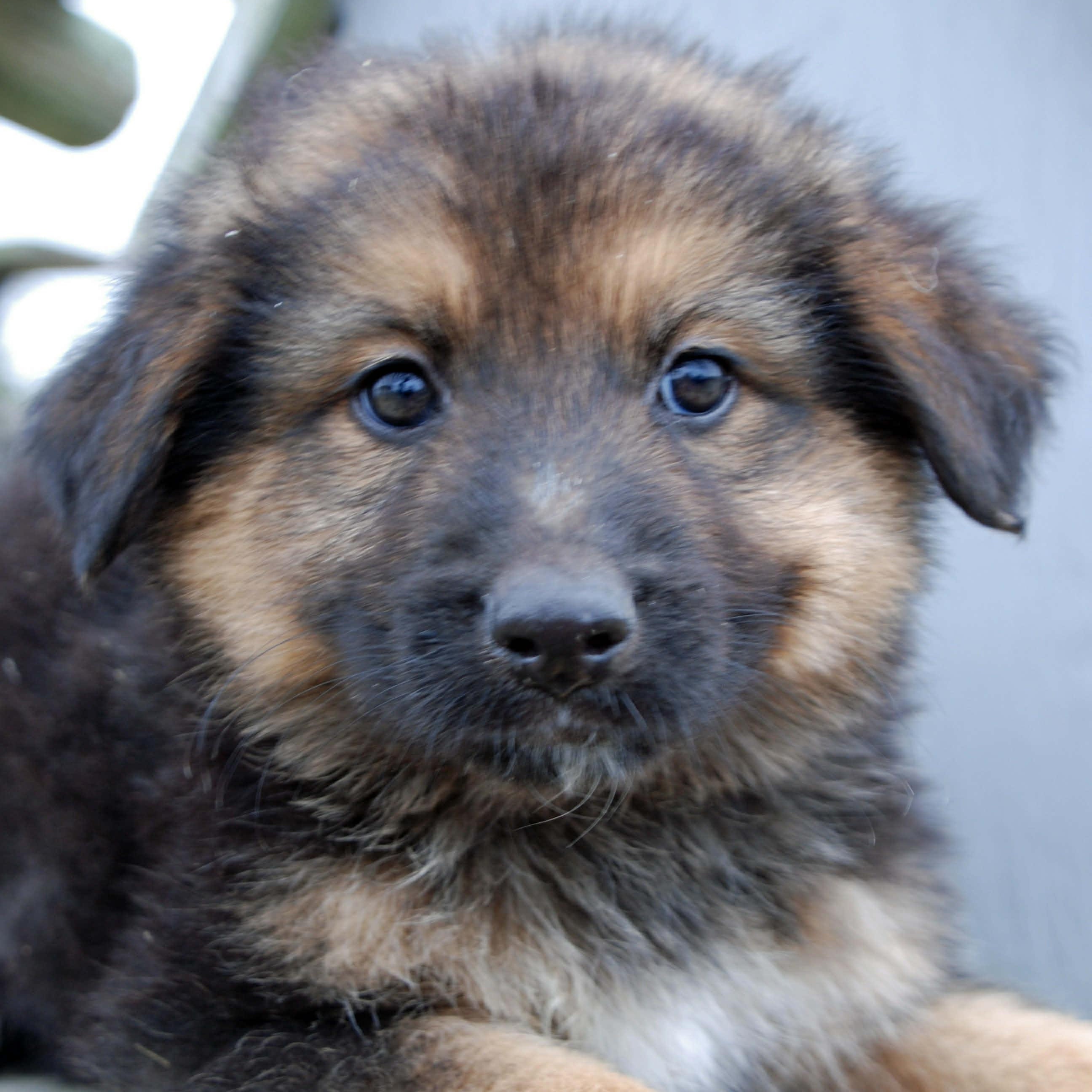 Laramie, a ADOPTABLE mixed breed in Madisonville, TX image 2/5