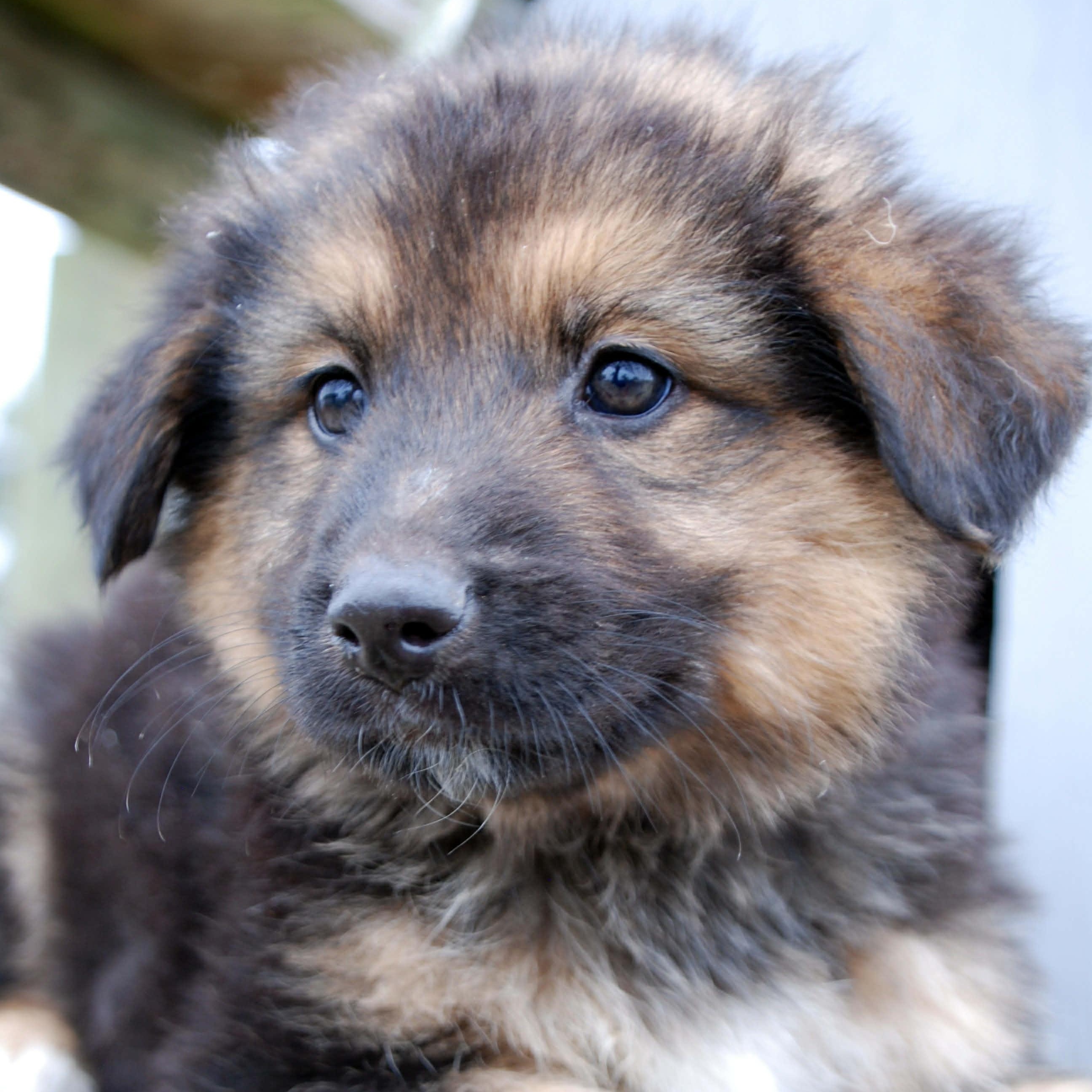 Laramie, a ADOPTABLE mixed breed in Madisonville, TX image 3/5