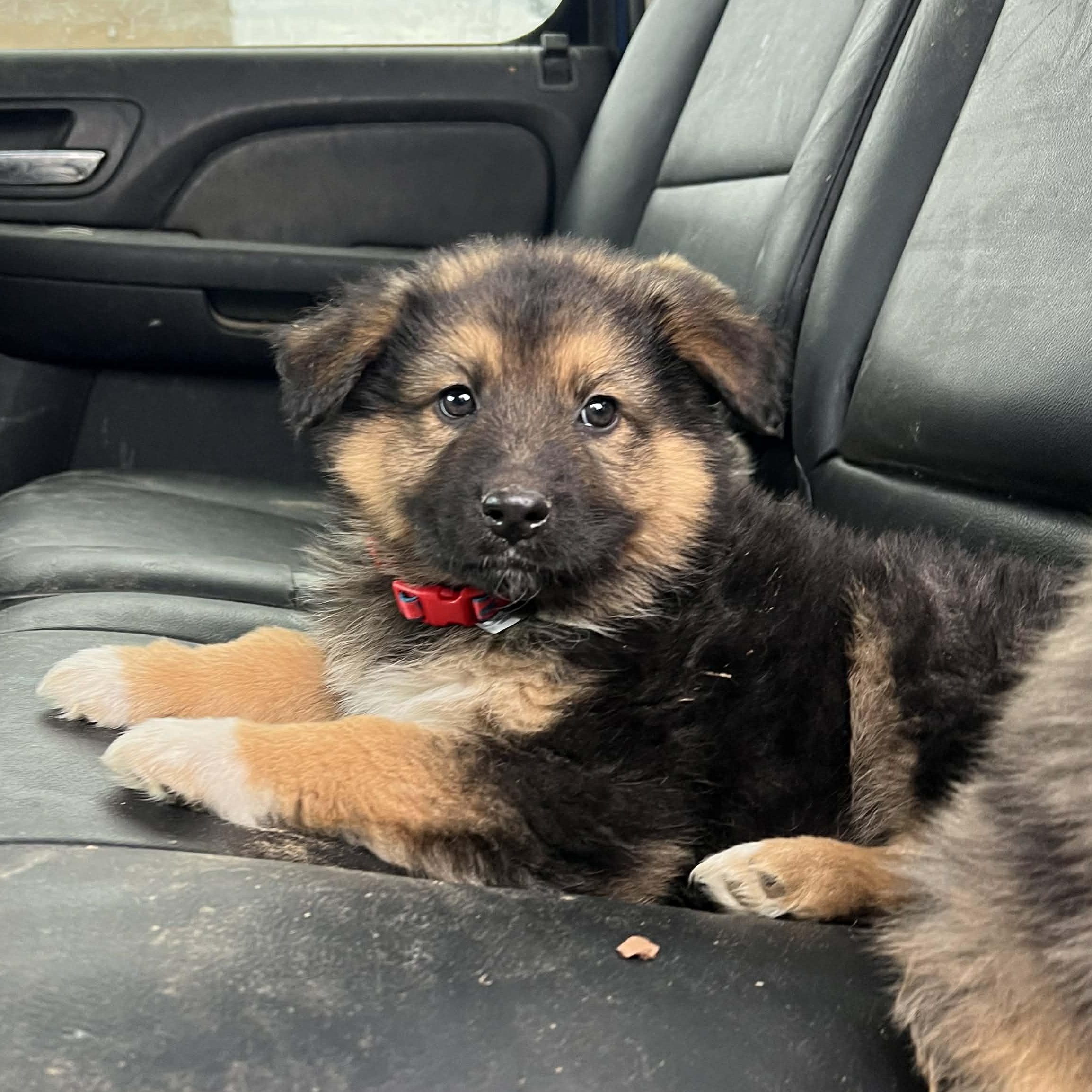 Laramie, a ADOPTABLE mixed breed in Madisonville, TX image 4/5