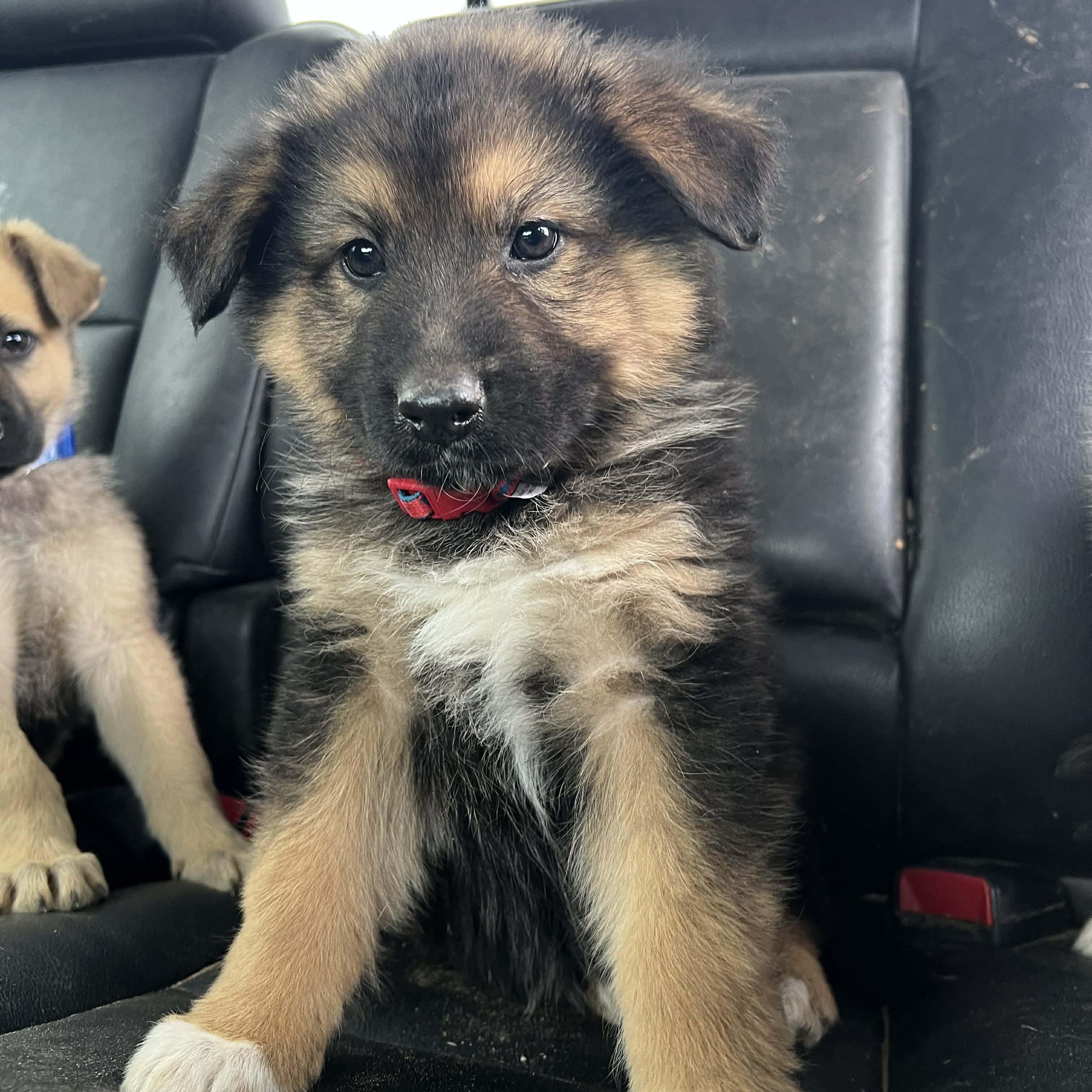 Laramie, a ADOPTABLE mixed breed in Madisonville, TX image 5/5