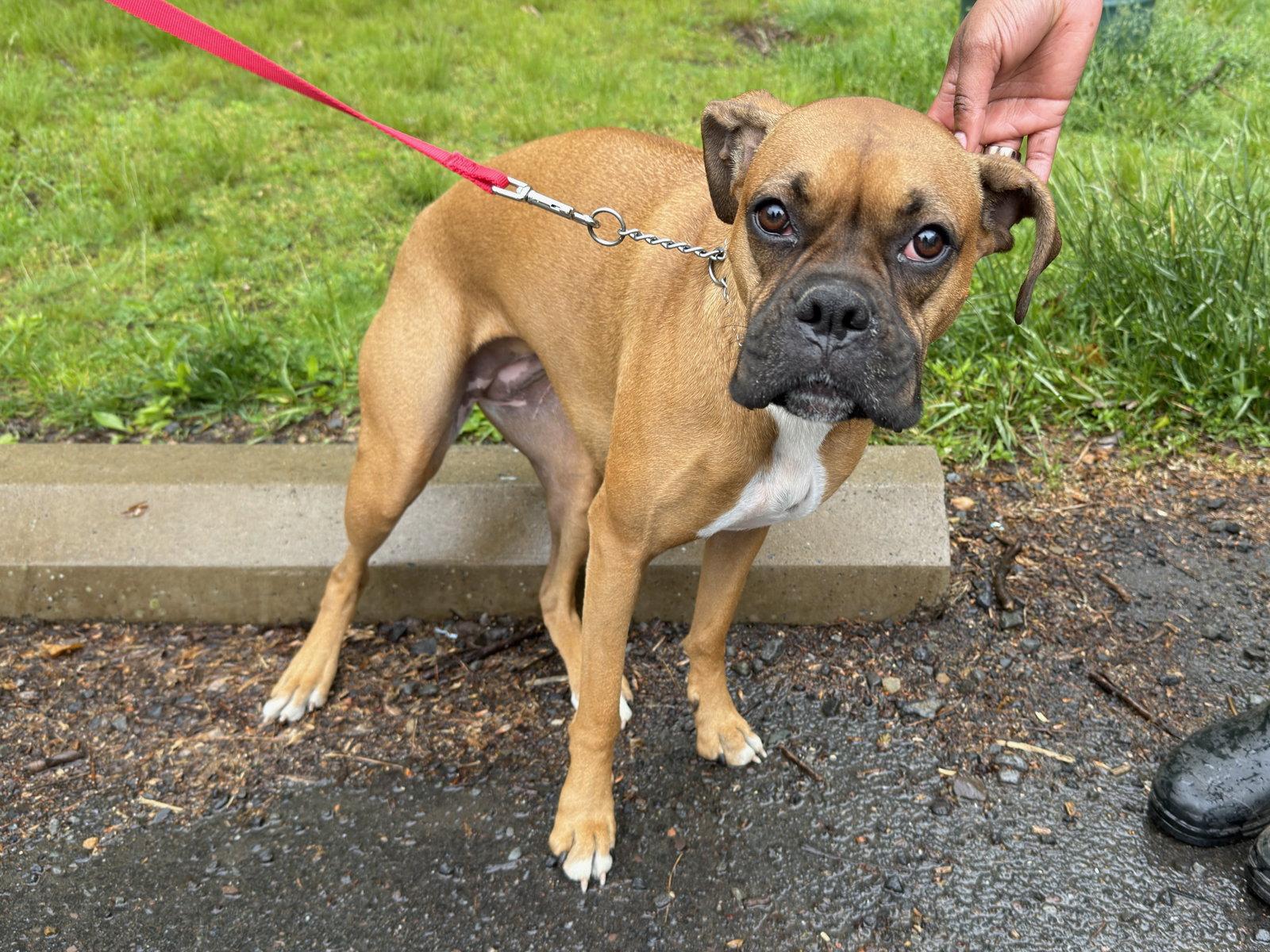 Millie, Adopted, Young Female Boxer.