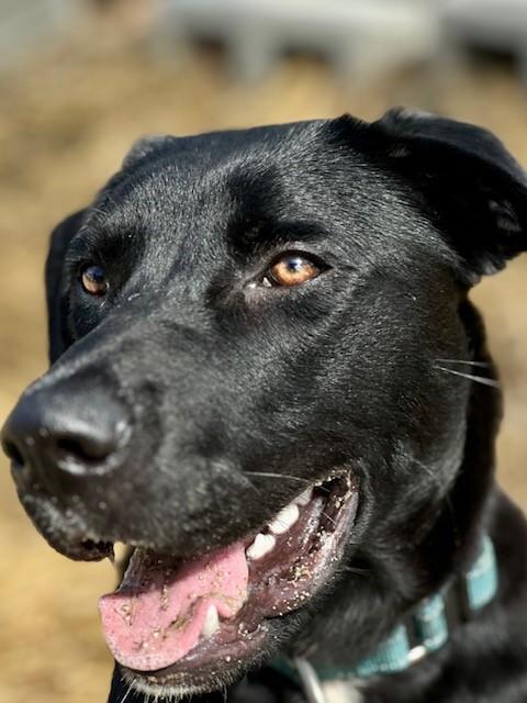 Coconut, an adoptable Black Labrador Retriever, Pit Bull Terrier in Phoenix, OR, 97535 | Photo Image 5