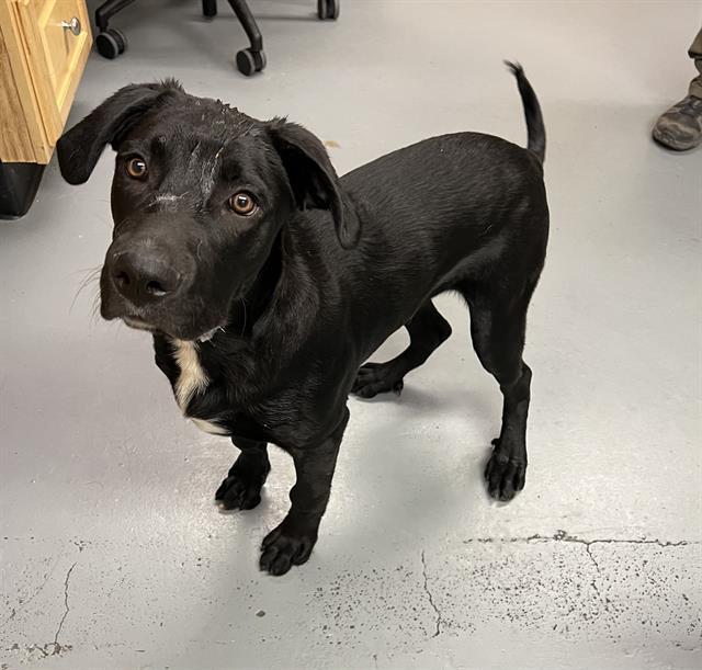 Coconut, an adoptable Black Labrador Retriever, Pit Bull Terrier in Phoenix, OR, 97535 | Photo Image 1