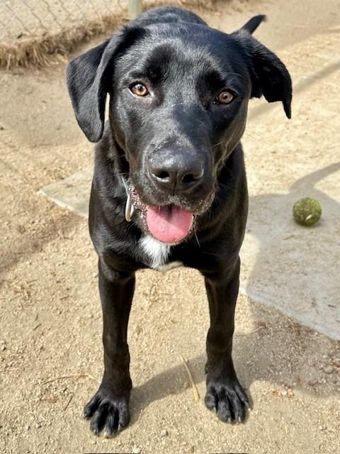 Coconut, an adoptable Black Labrador Retriever, Pit Bull Terrier in Phoenix, OR, 97535 | Photo Image 4