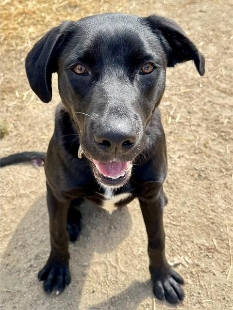 Coconut, an adoptable Black Labrador Retriever, Pit Bull Terrier in Phoenix, OR, 97535 | Photo Image 2