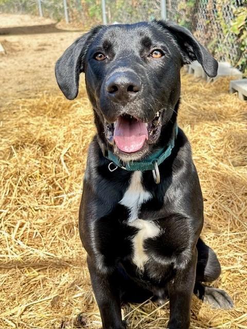 Coconut, an adoptable Black Labrador Retriever, Pit Bull Terrier in Phoenix, OR, 97535 | Photo Image 1