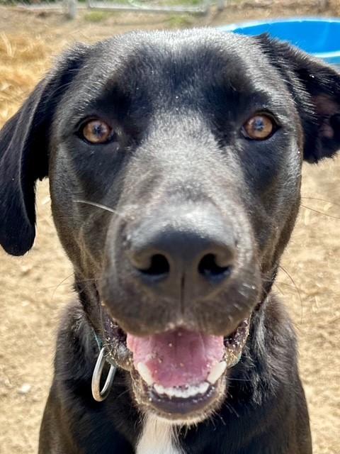 Coconut, an adoptable Black Labrador Retriever, Pit Bull Terrier in Phoenix, OR, 97535 | Photo Image 3