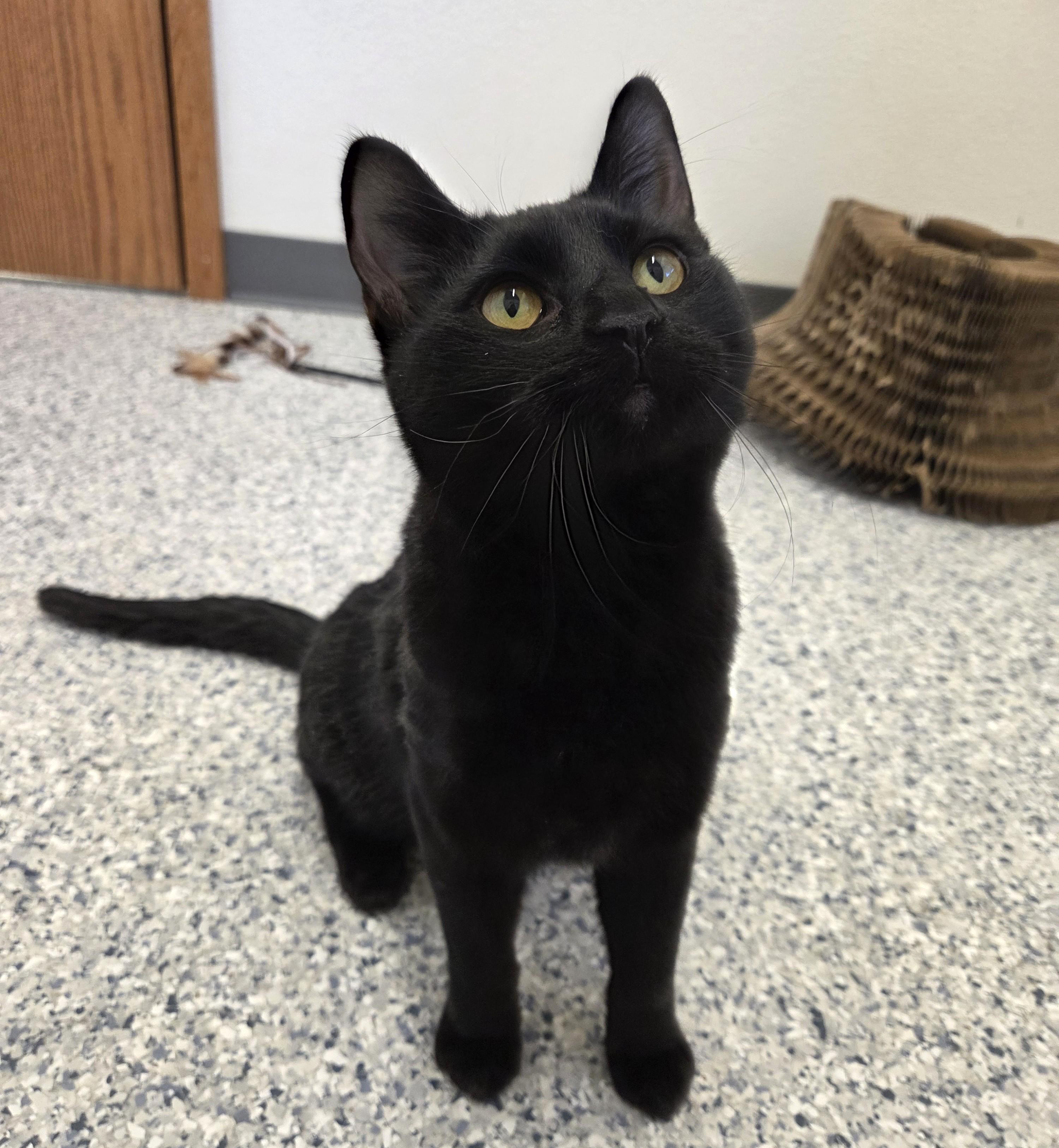 Enlarge Velvet Tony, a Adoptable Domestic Short Hair in Nevada, IA image 2/3