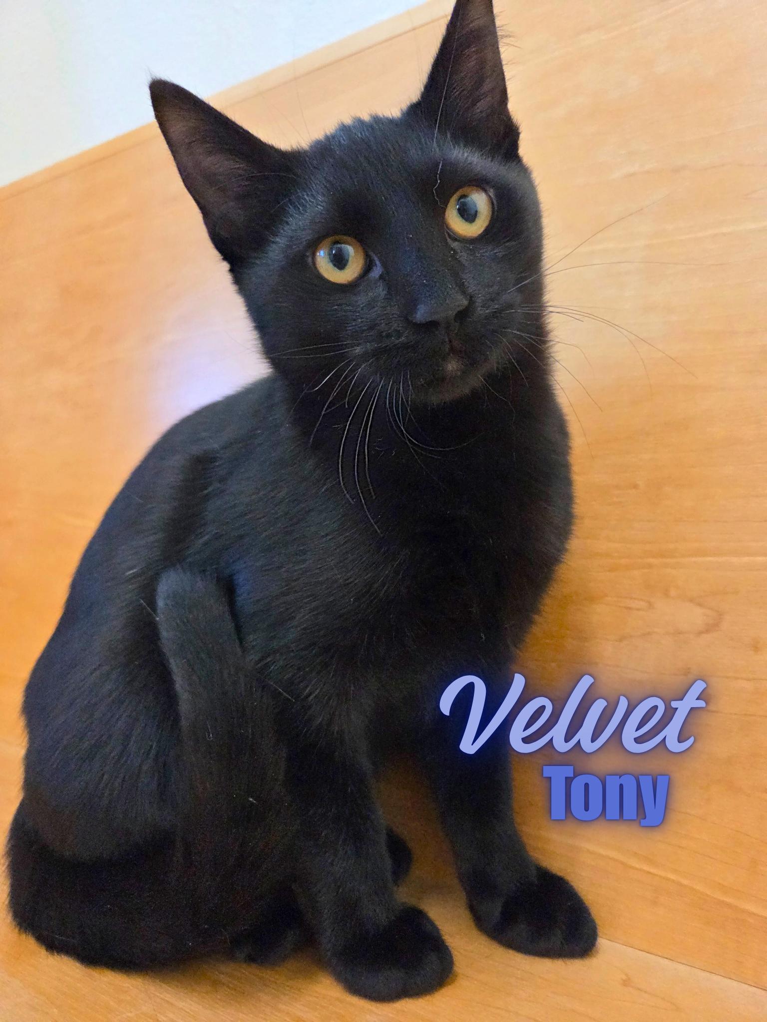 Enlarge Velvet Tony, a Adoptable Domestic Short Hair in Nevada, IA image 1/1