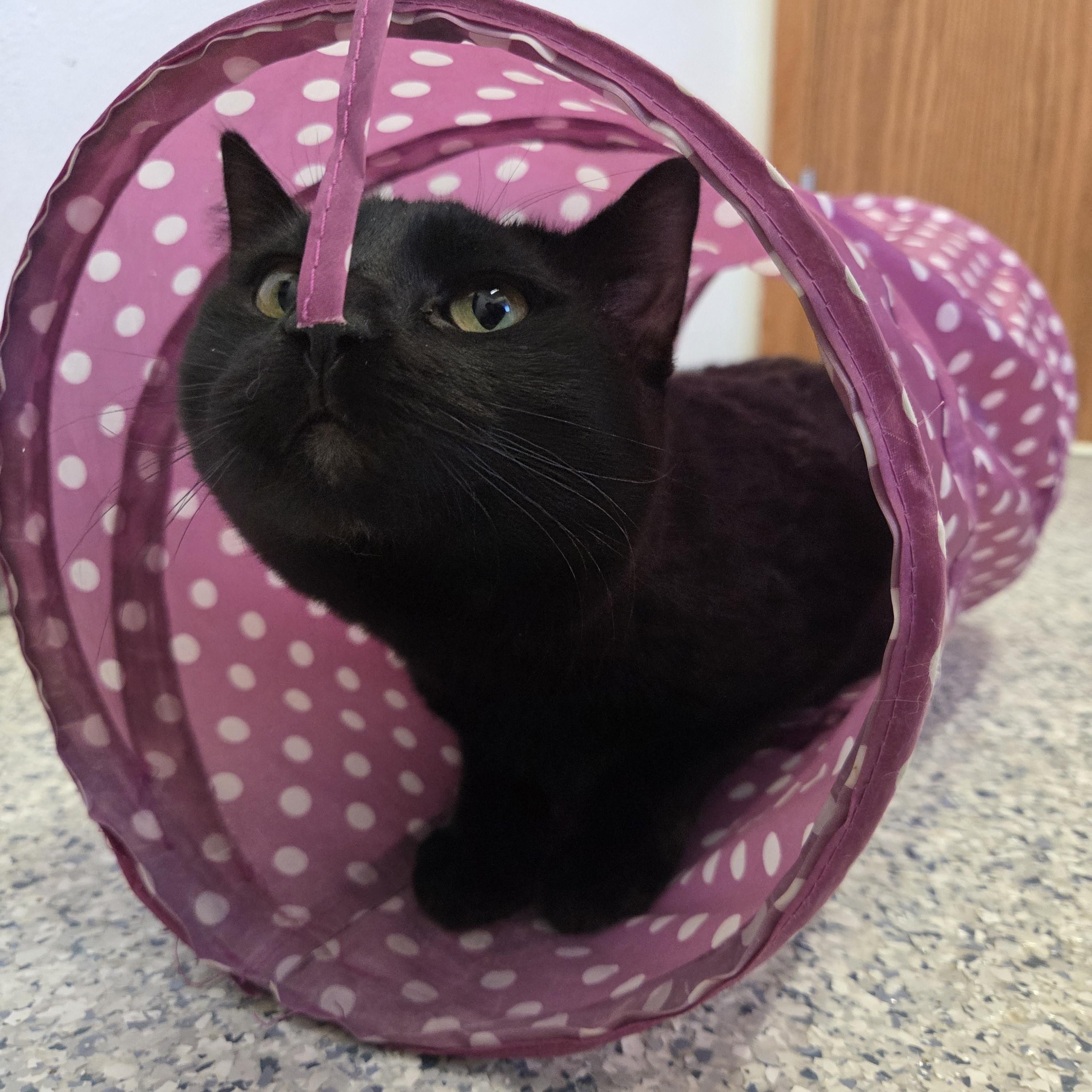 Enlarge Velvet Tony, a Adoptable Domestic Short Hair in Nevada, IA image 3/3