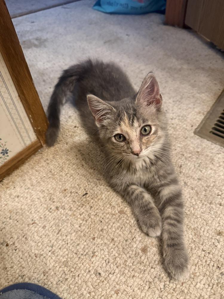 Enlarge Lilith, a Adoptable mixed breed in Plymouth, MI image 1/4