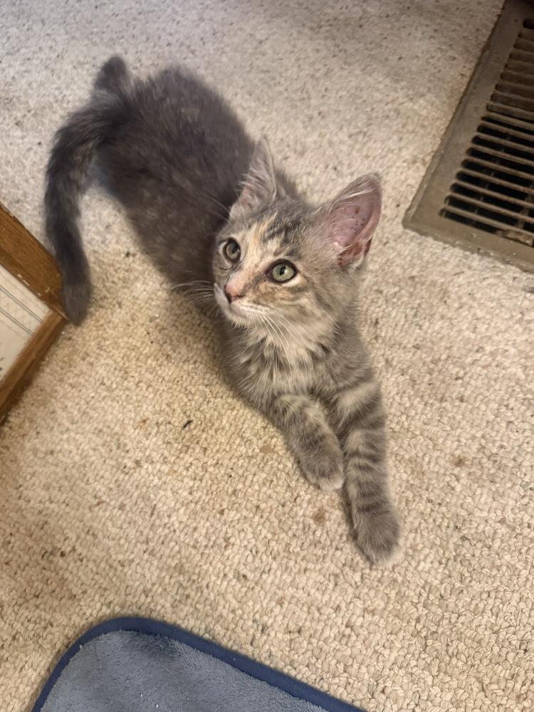 Enlarge Lilith, a Adoptable mixed breed in Plymouth, MI image 2/4