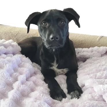 Enlarge Cowgirl, a Adoptable mixed breed in Hagerstown, MD image 1/5