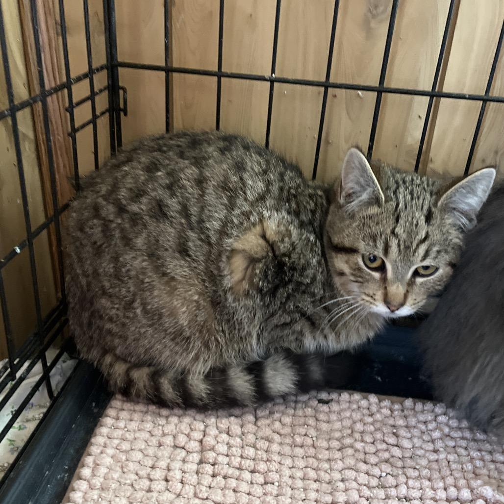 Enlarge Reaper, a Adoptable Domestic Short Hair in Pittsburg, KS image 1/1