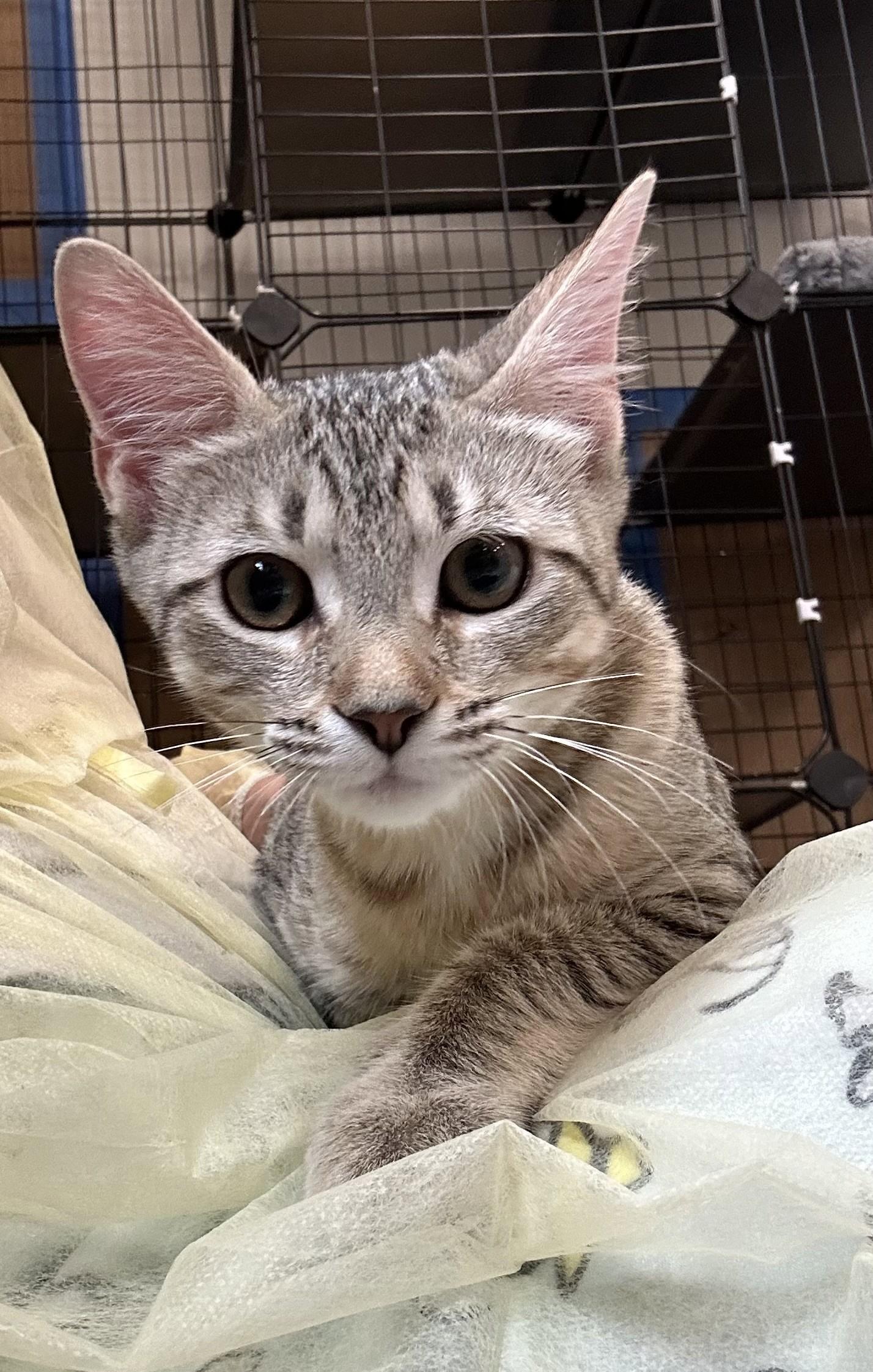 Matza, adopted, Young Female Domestic Short Hair & Tabby.