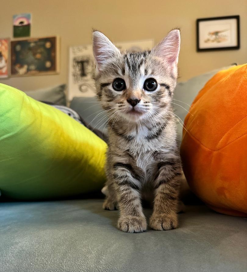 Enlarge Matza, an adopted mixed breed in Columbia, SC image 2/3