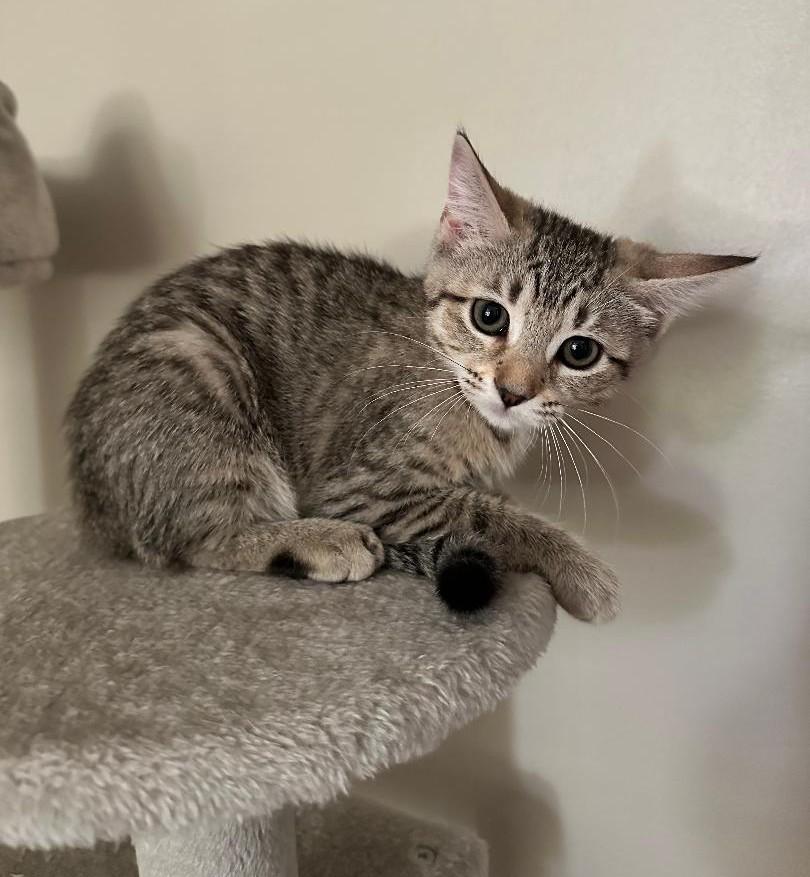 Enlarge Matza, an adopted mixed breed in Columbia, SC image 3/3