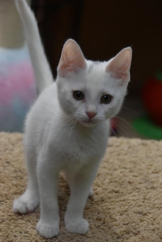 Arthur (Lisa-Fostered in New England), Baby Male unknown