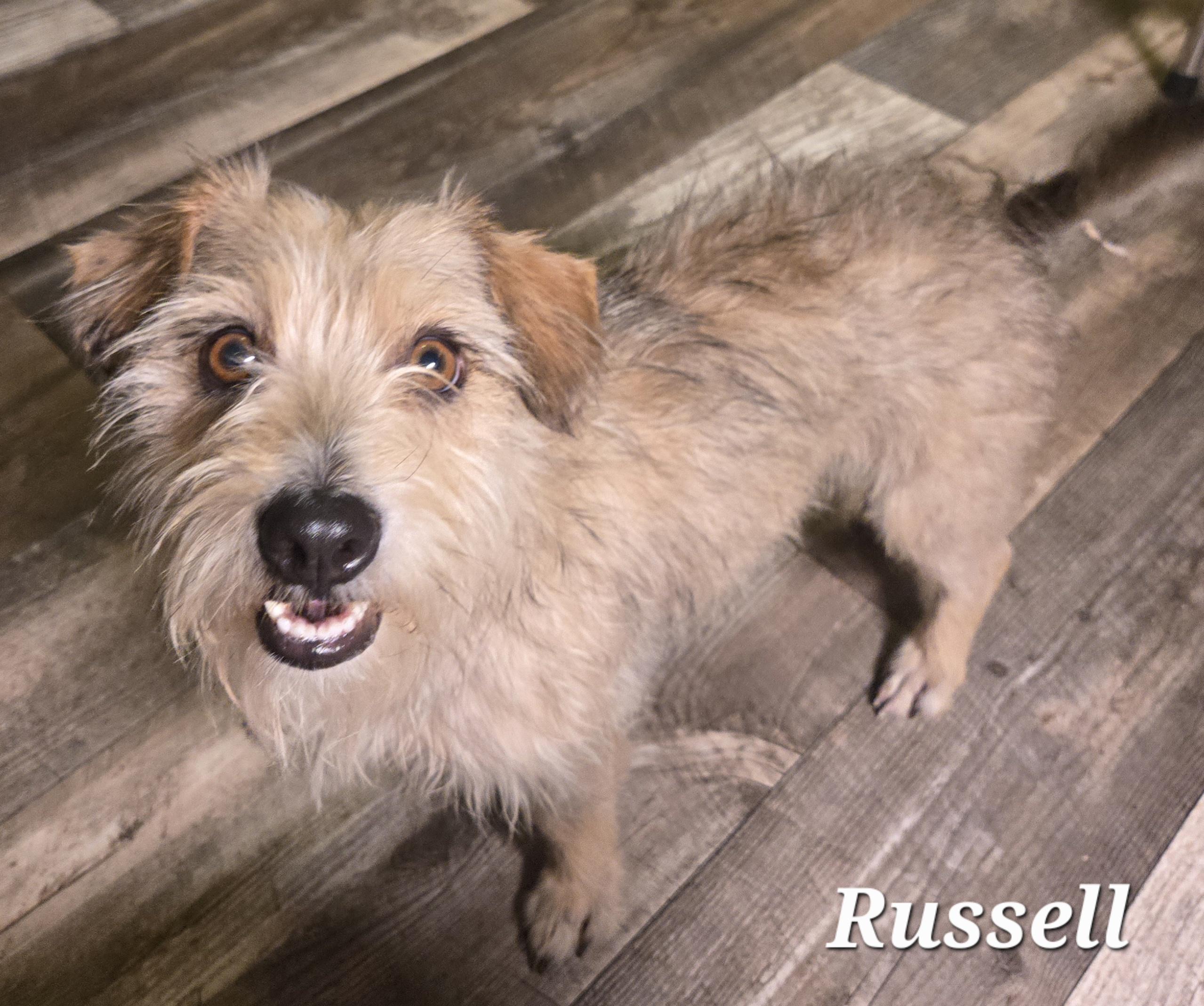 Russell, Adoptable, Young Male Miniature Schnauzer.