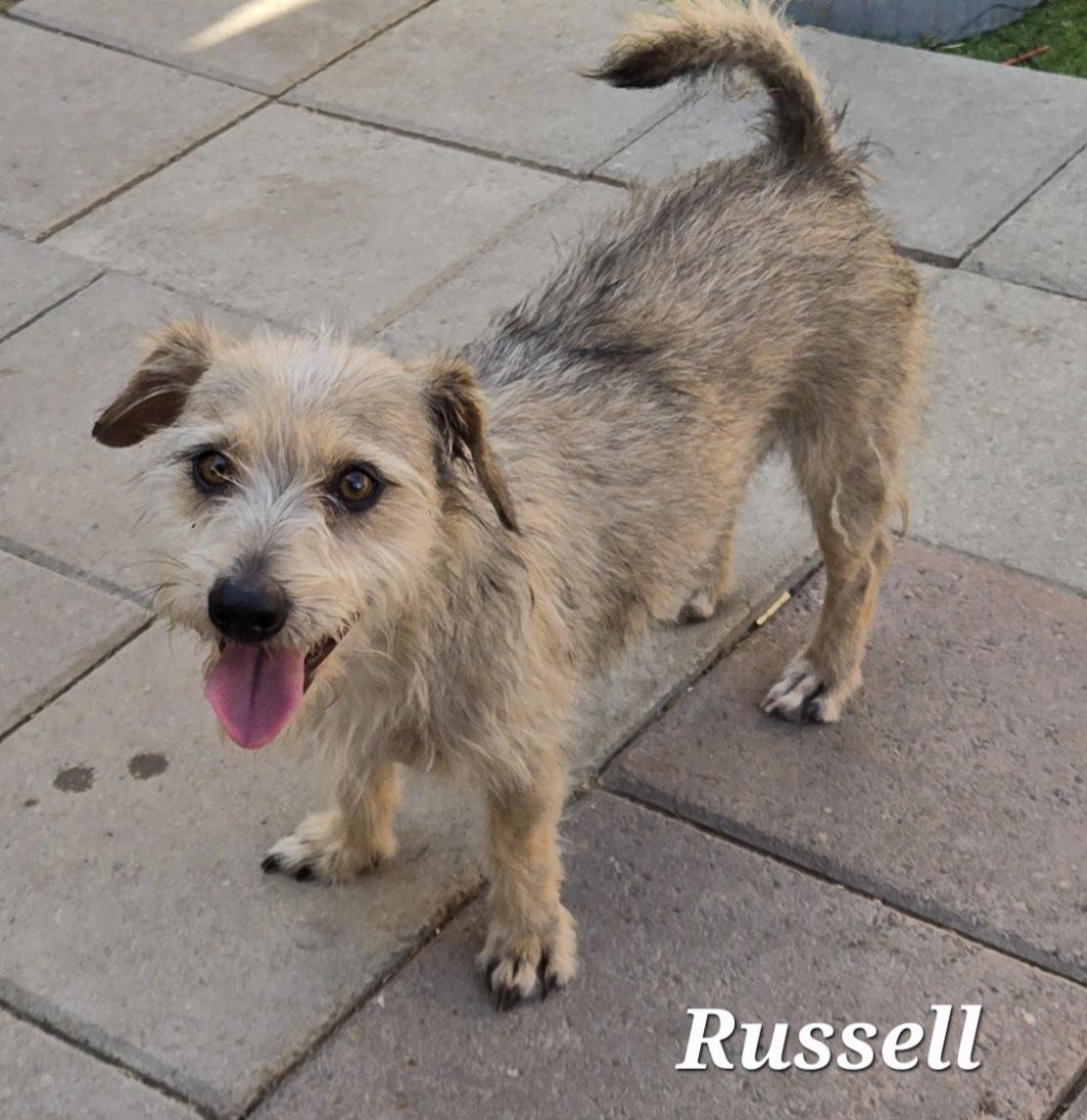 Russell, a Adoptable mixed breed in Haymarket, VA image 2/3