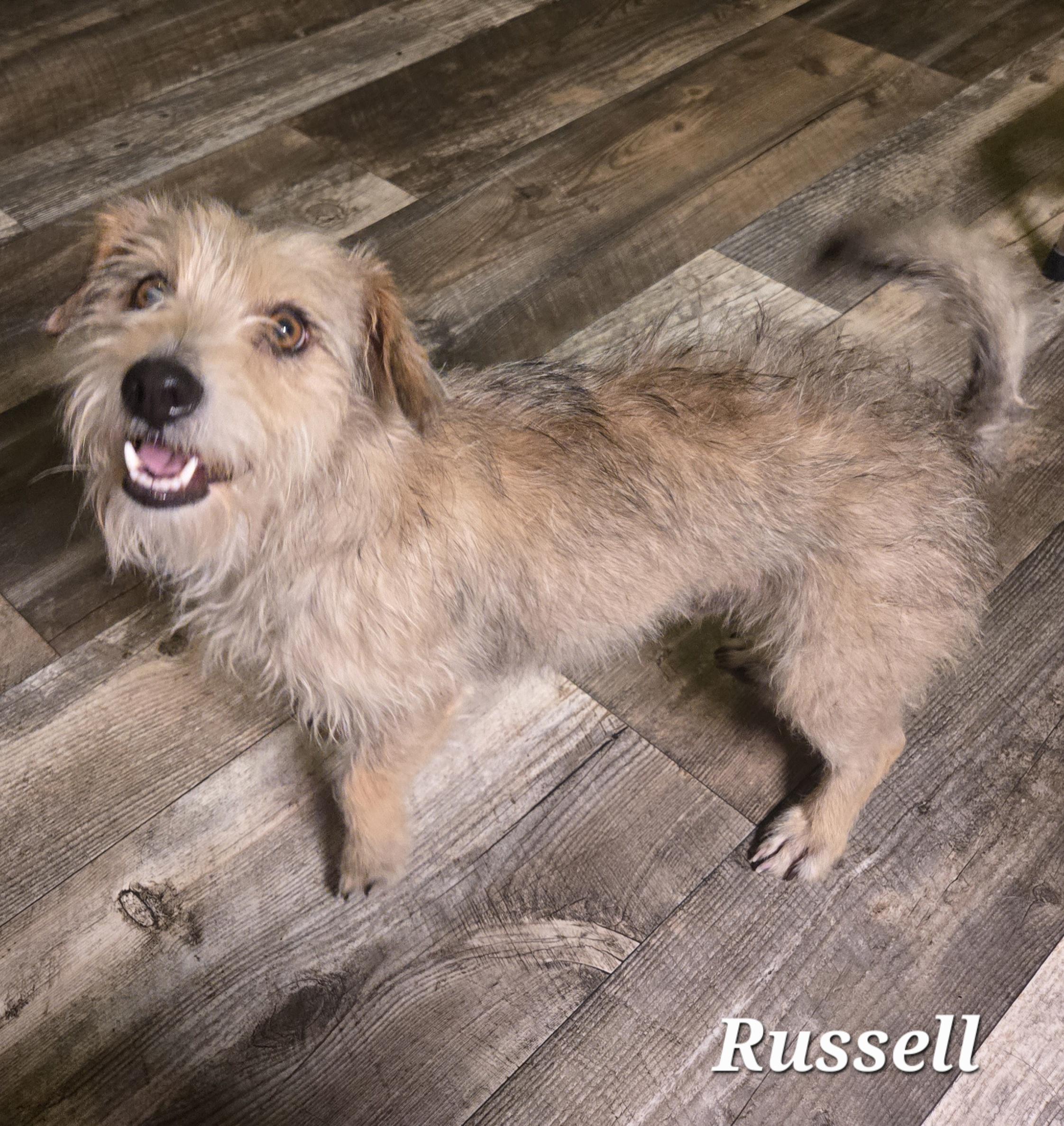 Russell, a Adoptable mixed breed in Haymarket, VA image 3/3