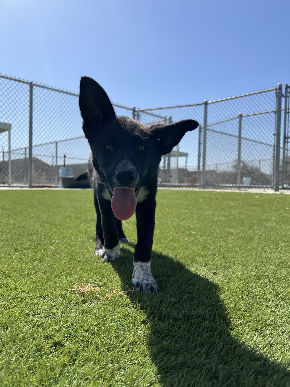 ASHLEY (Available 6/12/2024)***ADOPTION FEES WAIVED***