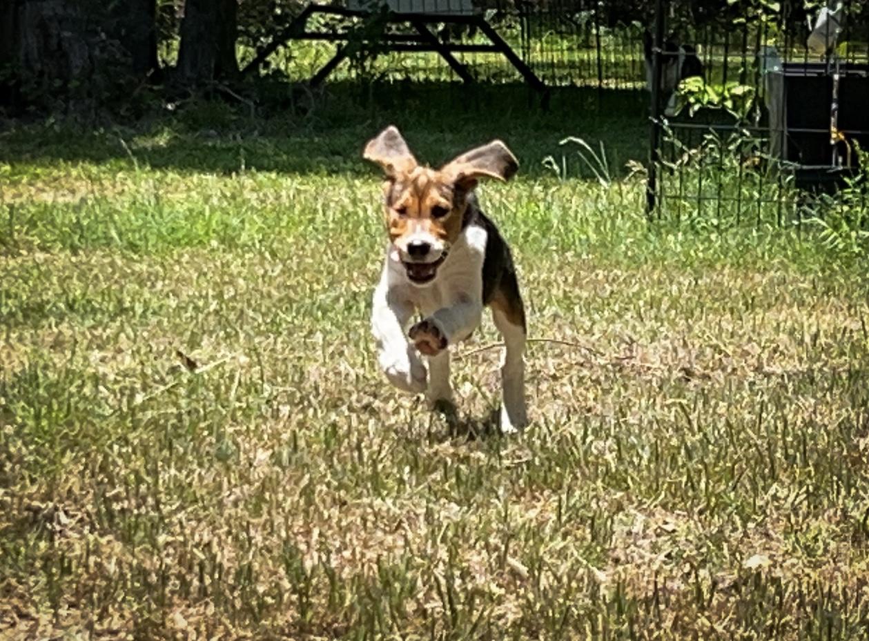 Enlarge Lady (TX) playful!, a Adoptable mixed breed in Round Rock, TX image 2/2