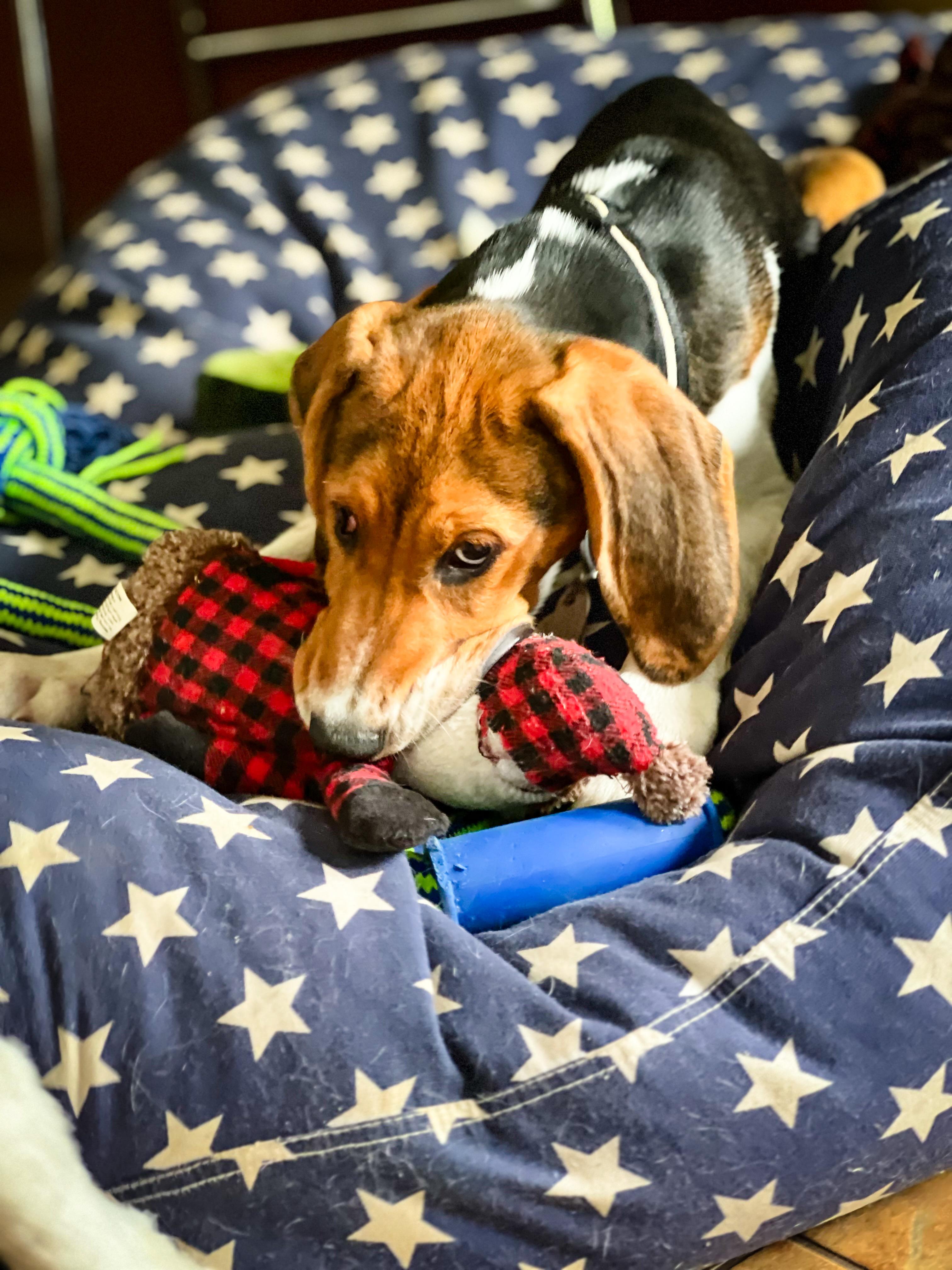 Lady (TX) playful!, Adoptable, Young Female Treeing Walker Coonhound & Coonhound.