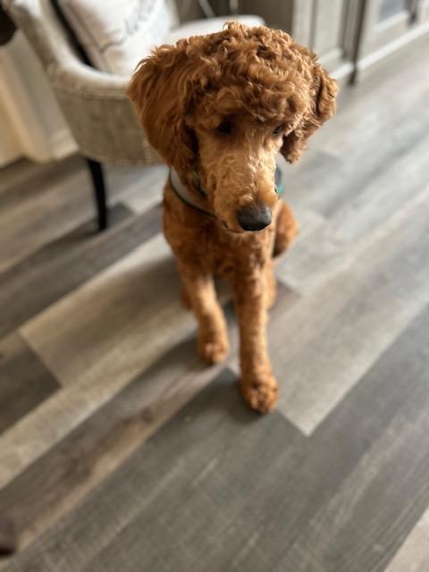 Enlarge Oatmeal, an adopted Goldendoodle in Maitland, FL image 2/4