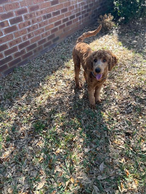 Enlarge Oatmeal, an adopted Goldendoodle in Maitland, FL image 4/4