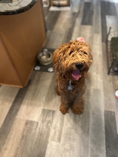 Enlarge Oatmeal, an adopted Goldendoodle in Maitland, FL image 3/4