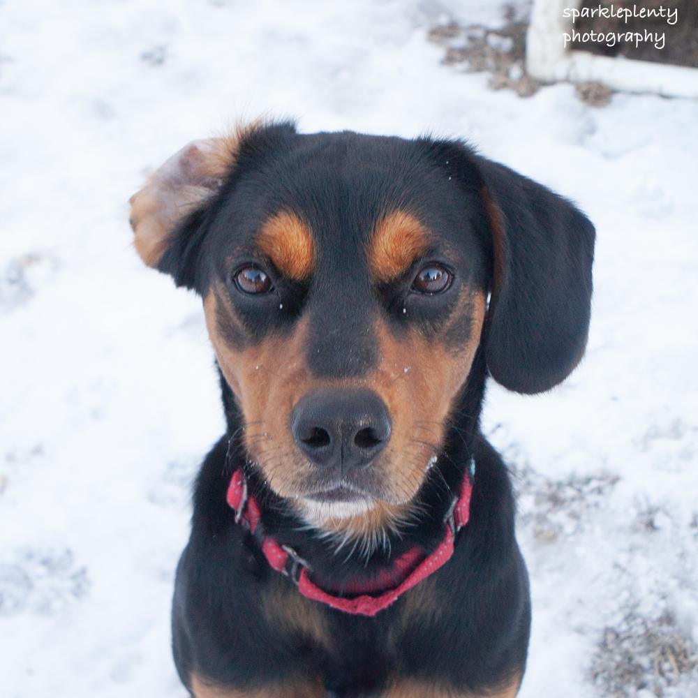 Enlarge Renegade Jr., a Adoptable Mixed Breed in Ridgefield, CT image 6/6