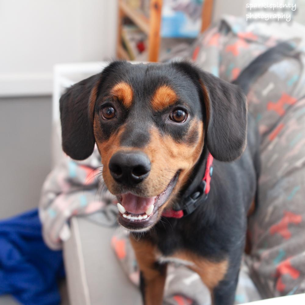 Renegade Jr., Adoptable, Young Male Mixed Breed.