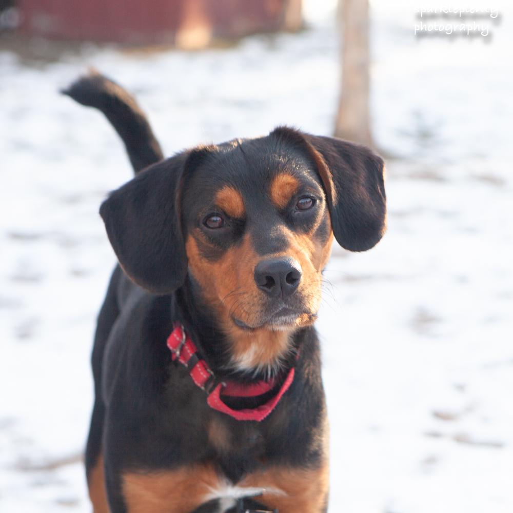 Enlarge Renegade Jr., a Adoptable Mixed Breed in Ridgefield, CT image 1/6