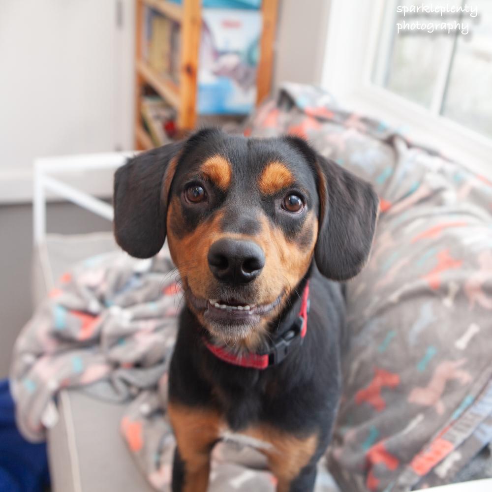 Enlarge Renegade Jr., a Adoptable Mixed Breed in Ridgefield, CT image 4/6