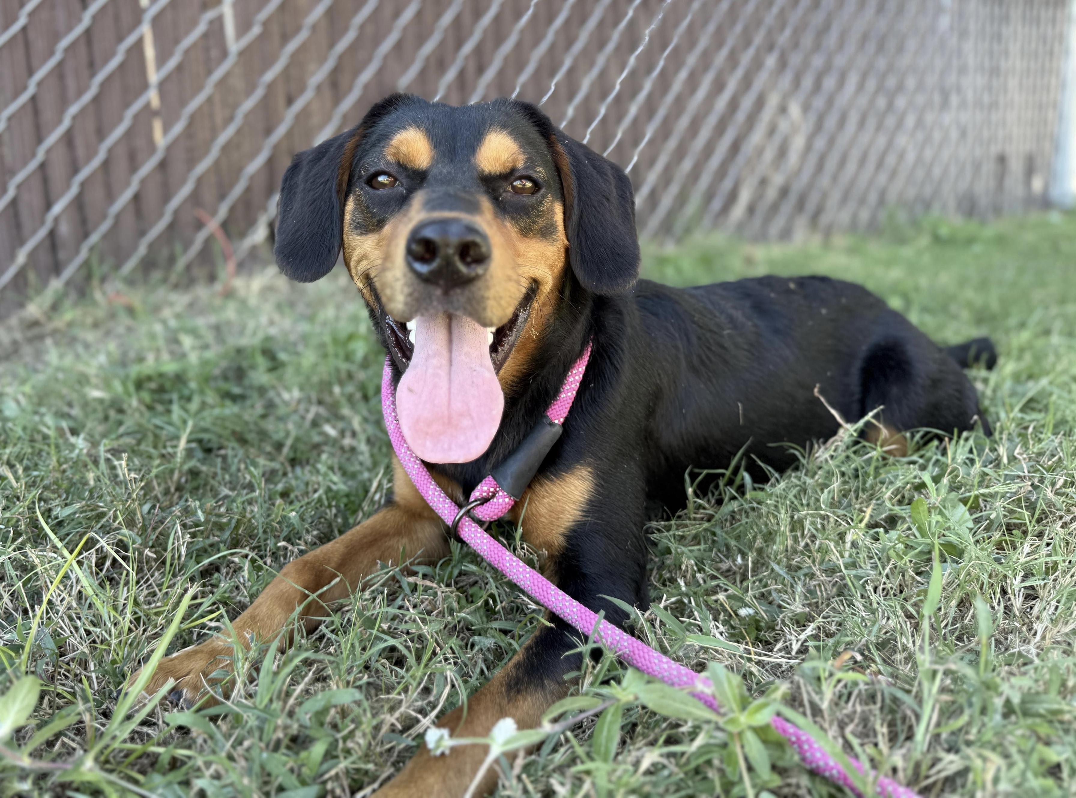 Enlarge Renegade Jr., a Adoptable Mixed Breed in Ridgefield, CT image 5/6