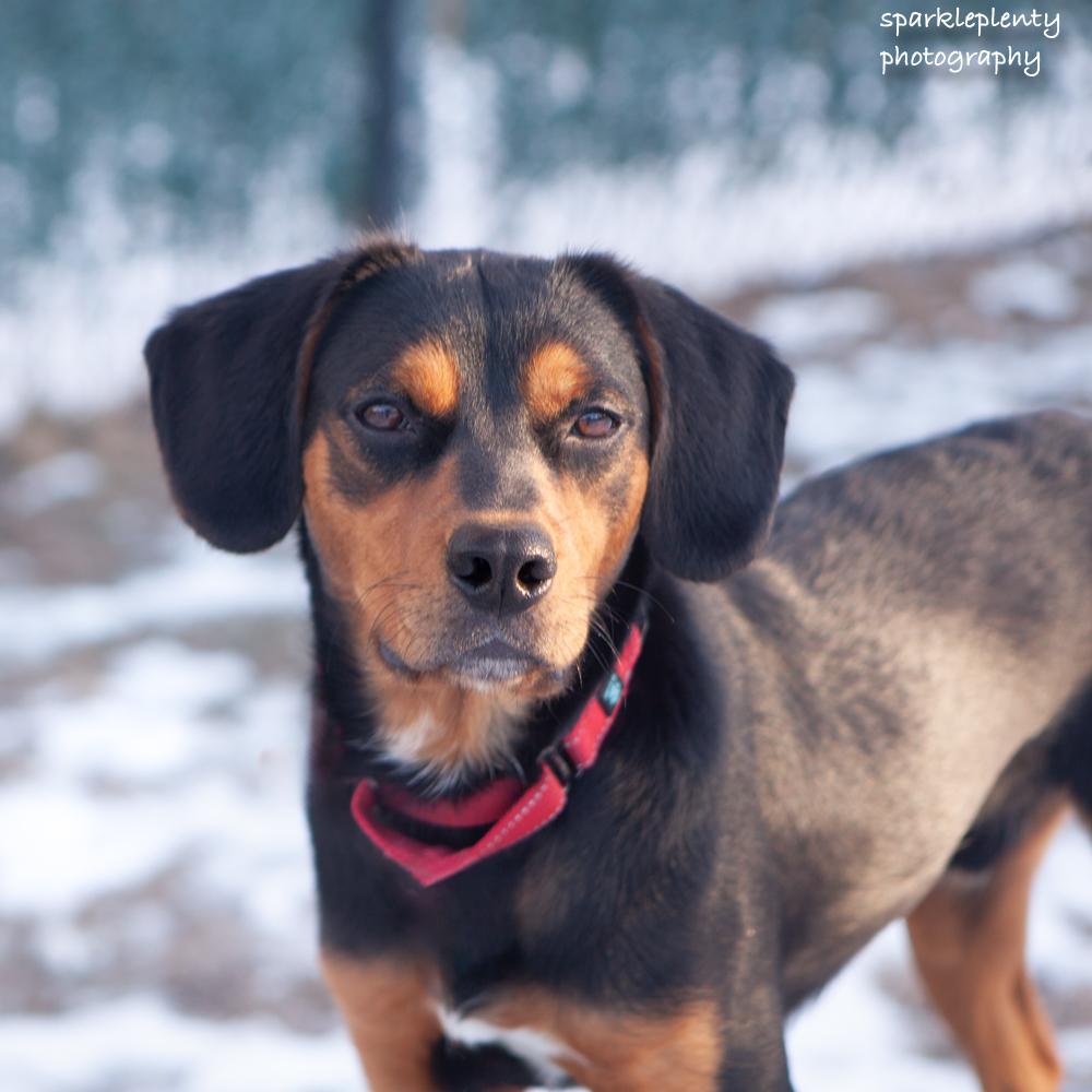 Enlarge Renegade Jr., a Adoptable Mixed Breed in Ridgefield, CT image 2/6