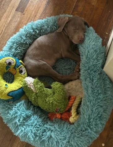 Zoe, Adopted, Young Female Labrador Retriever.