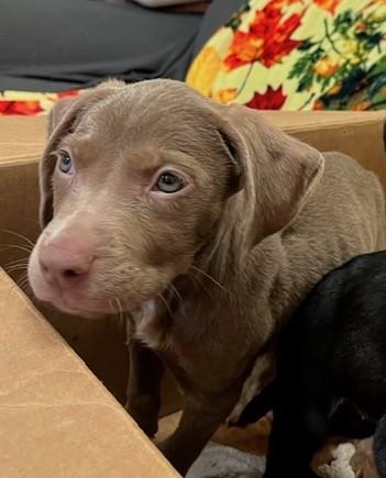 Enlarge Zoe, a Adopted Labrador Retriever in Knoxville, TN image 2/4