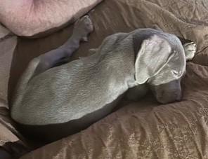 Enlarge Zoe, a Adopted Labrador Retriever in Knoxville, TN image 3/4