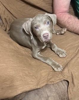 Enlarge Zoe, a Adopted Labrador Retriever in Knoxville, TN image 4/4