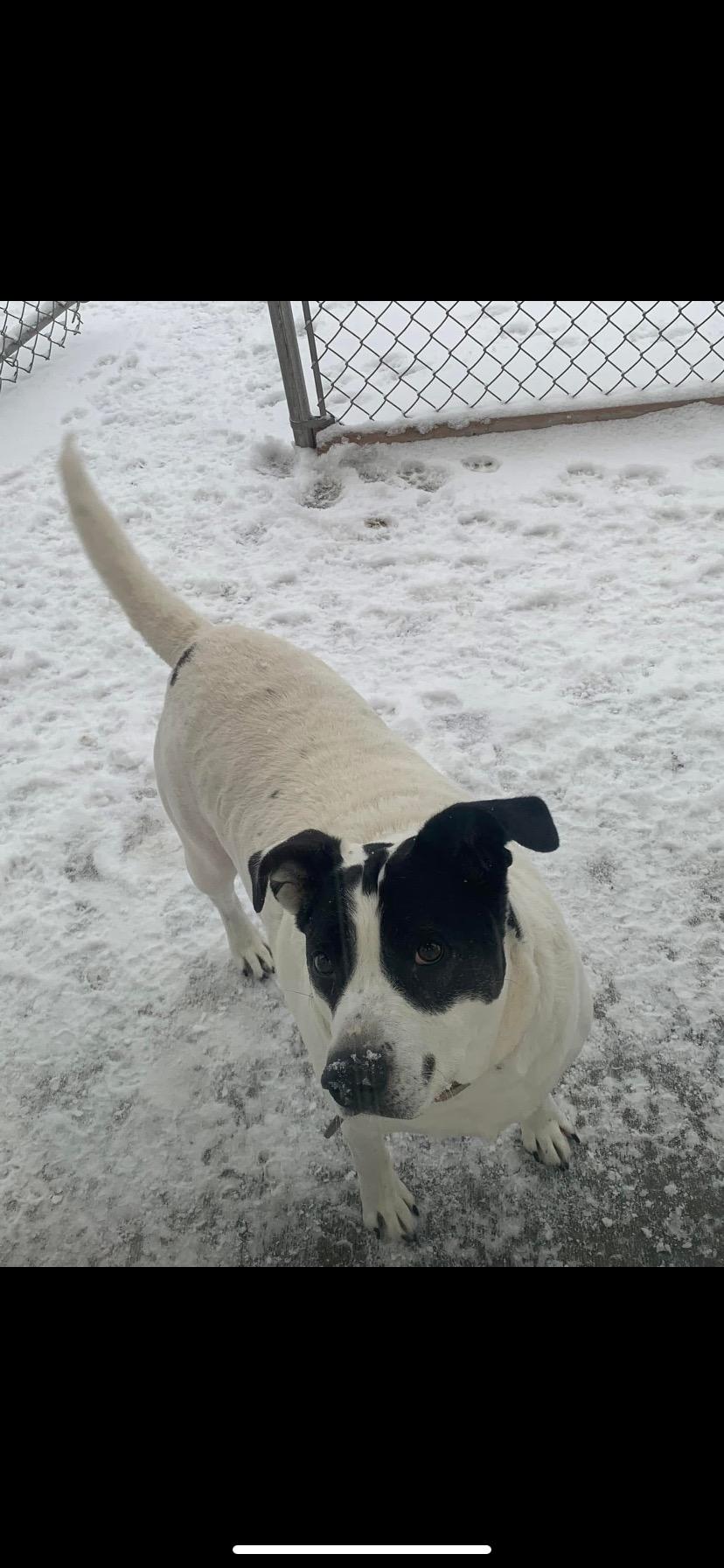 Enlarge Maylie, a Adoptable mixed breed in Towanda, PA image 3/3