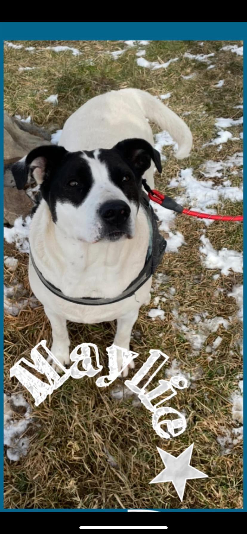 Enlarge Maylie, a Adoptable mixed breed in Towanda, PA image 2/3