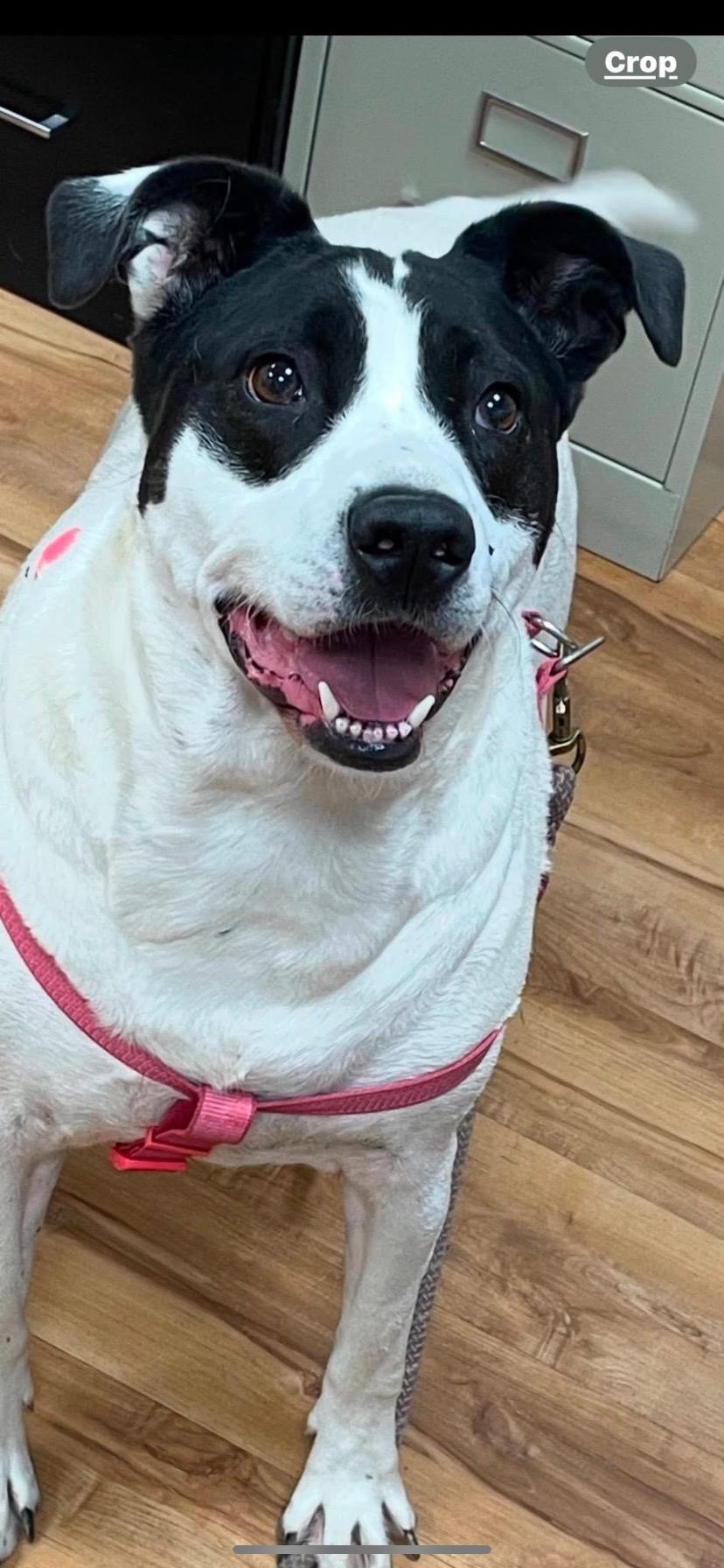 Enlarge Maylie, a Adoptable mixed breed in Towanda, PA image 1/3